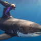 Illustration for article titled Astonishing images of a diver swimming on top of great white sharks